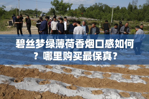碧丝梦绿薄荷香烟口感如何？哪里购买最保真？